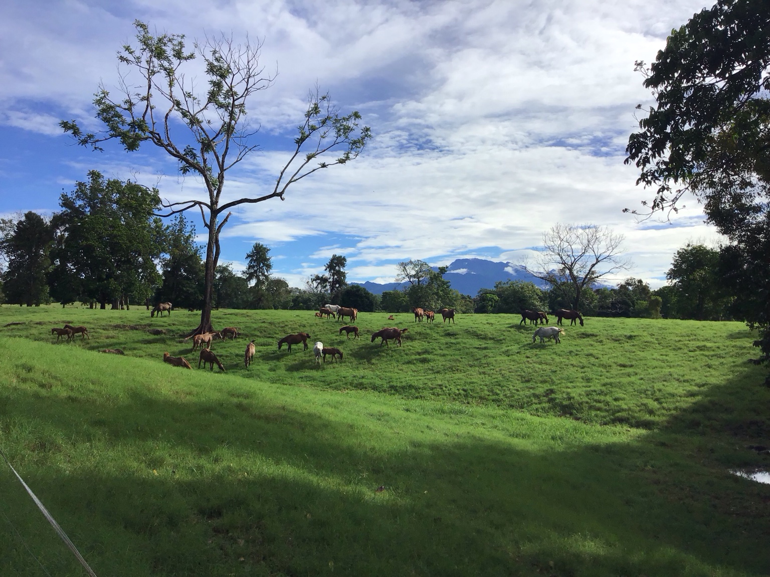 Caballos de Haras San Miguel en sus pasturas